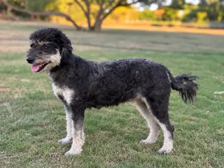 Emmie