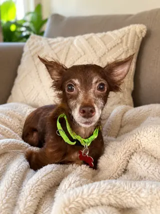Jude