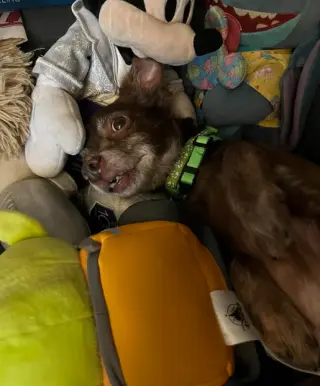 Jude