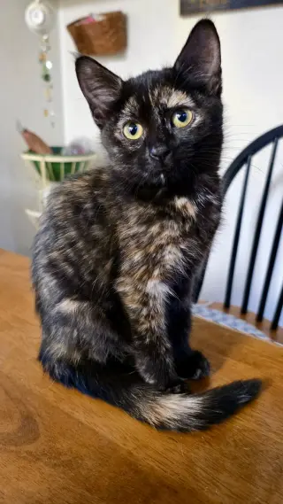 Kokomo