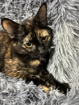 Kokomo