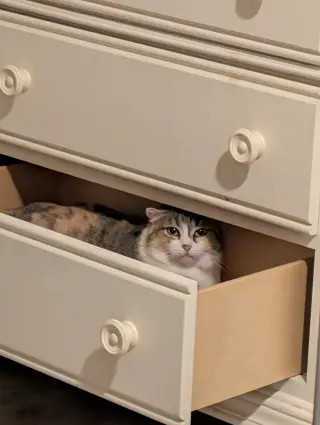 Callie