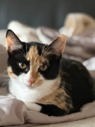 Dakotato