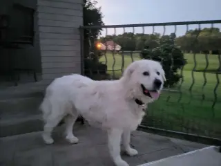 Goliath