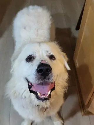 Goliath