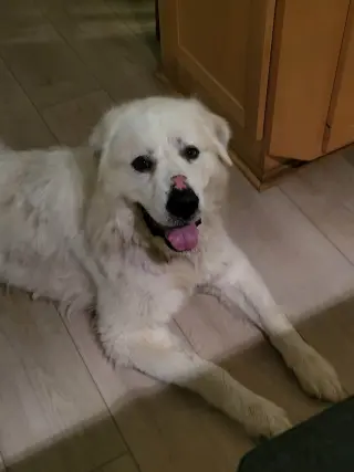 Goliath