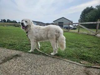 Goliath
