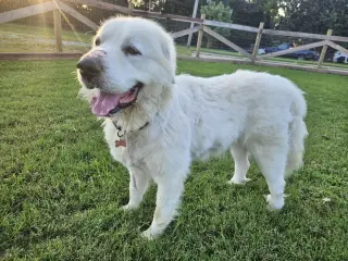 Goliath