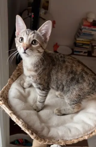 Birdie
