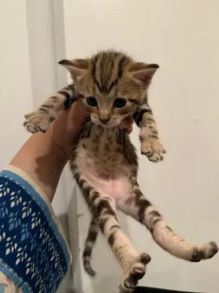 Bamby
