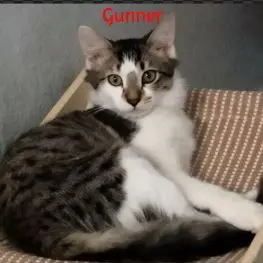 Gunner