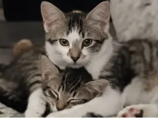 Gunner
