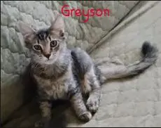 Greyson