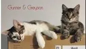 Greyson