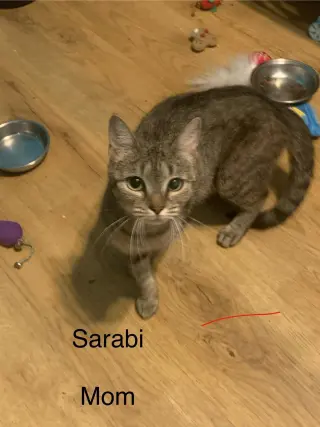 Sarabi