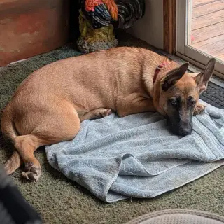 Whiskey Blessing: Not at shelter (Missy)