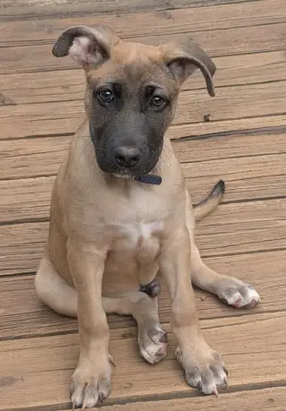 Whiskey Blessing: Not at shelter (Missy)