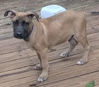 Whiskey Blessing: Not at shelter (Missy)