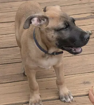 Whiskey Blessing: Not at shelter (Missy)