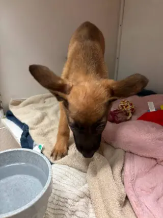 Whiskey Blessing: Not at shelter (Missy)