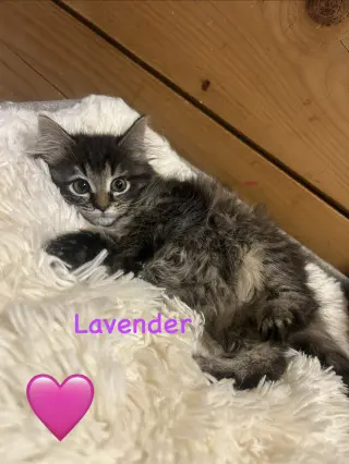 Lavender