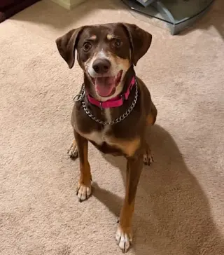FALLON