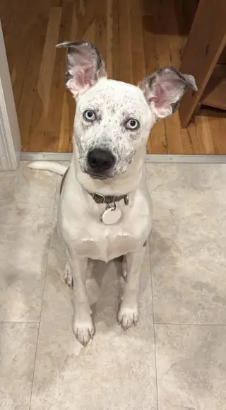 Wrangler