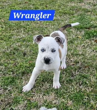 Wrangler