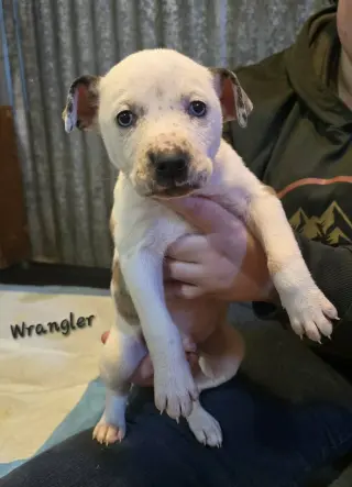 Wrangler