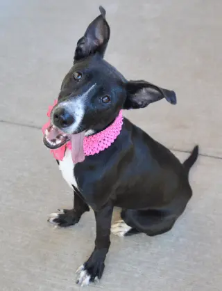 Potion (In Foster)