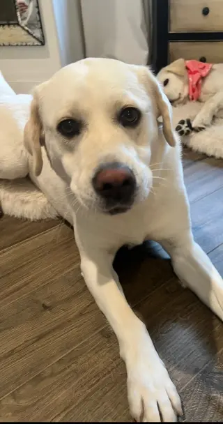 LOLA
