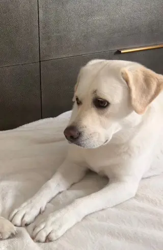 LOLA