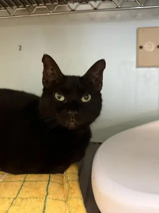 Oreo