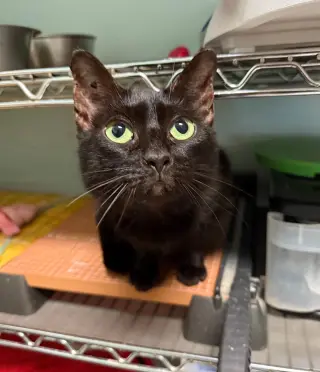 Oreo