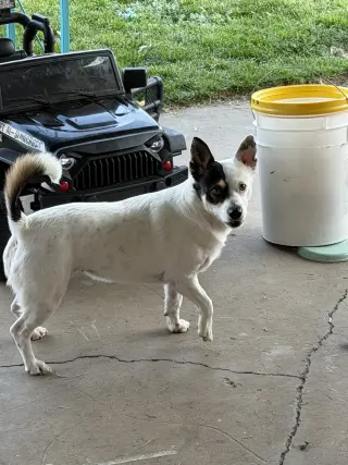 Ms. Willow