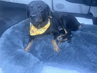 Ada