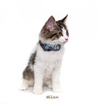 Milan