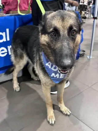 Loki