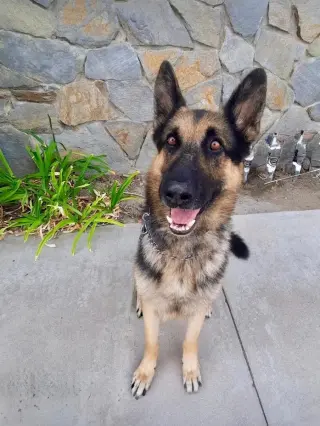 Loki