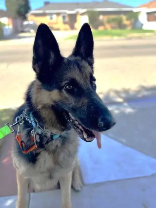 Loki