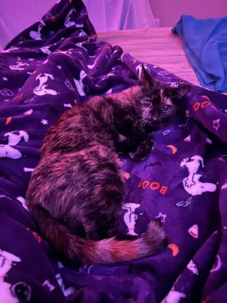 Bonnie