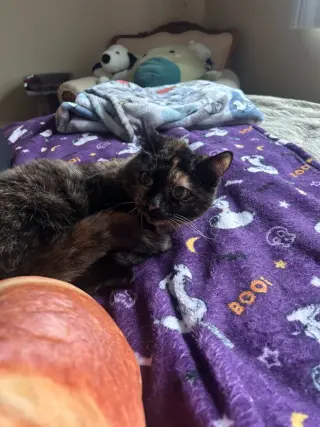 Bonnie