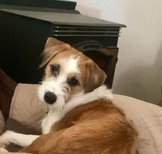 Scrappy