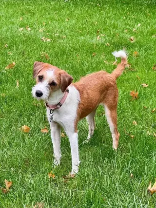 Scrappy