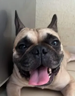 Adora