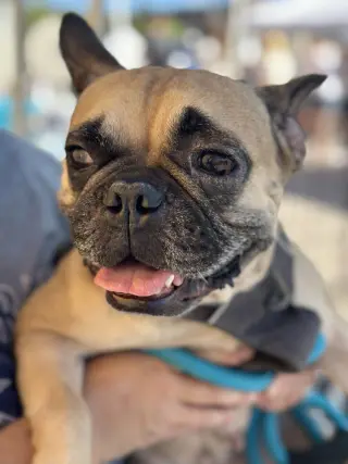 Adora