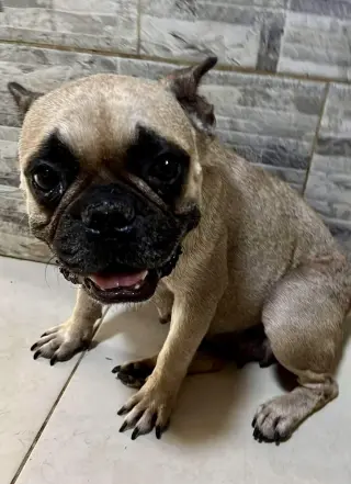 Adora