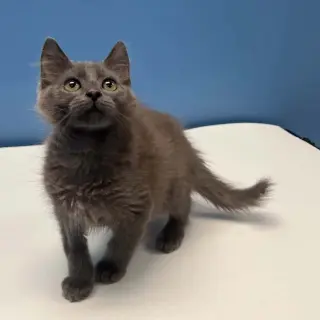 Mateo