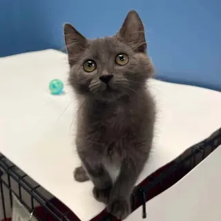 Mateo