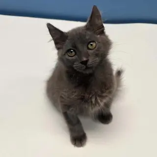 Mateo